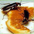 专业灭四害 老鼠 苍蝇 蟑螂图片|专业灭四害 老鼠 苍蝇 蟑螂产品图片由福州博益有害生物防治公司生产提供-